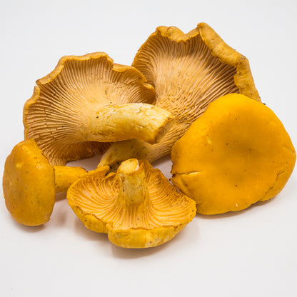 Dried Wild Golden Chanterelle