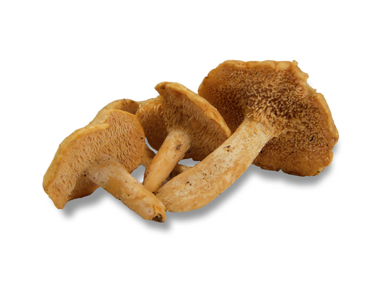 Close-up of a cluster of brown mushrooms on a white background