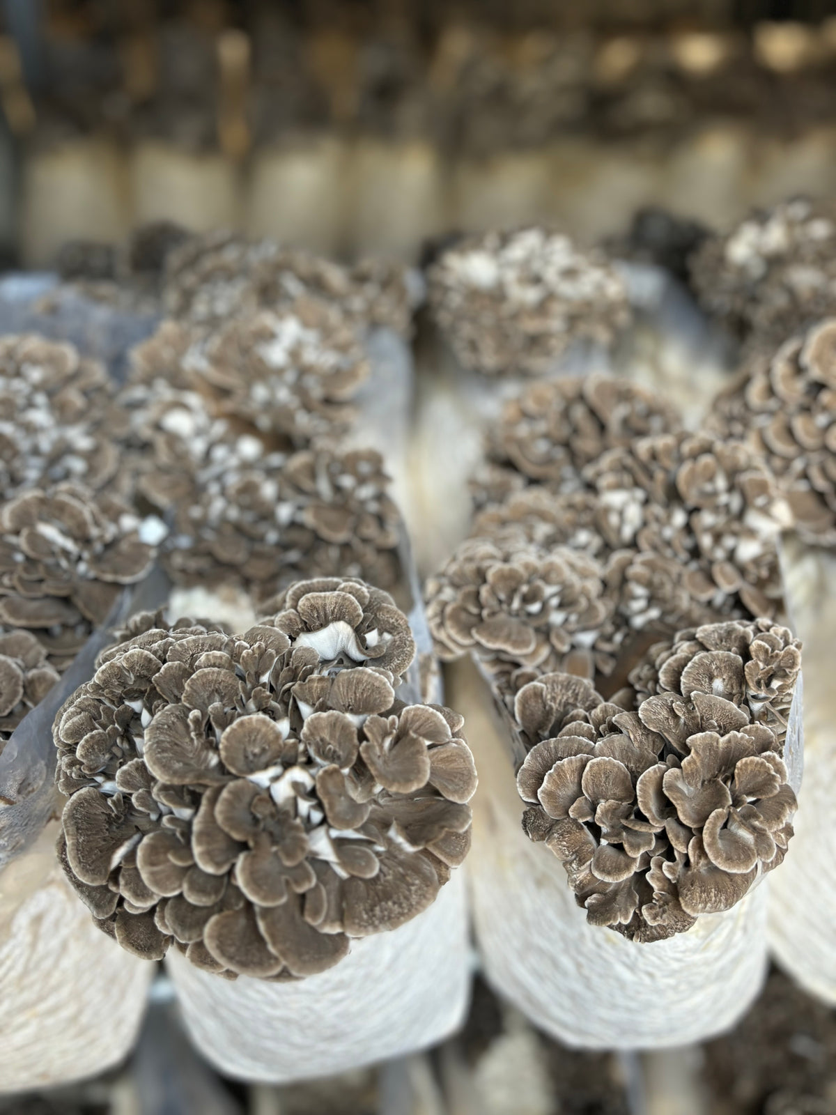 Close-up of brown coral-like structures on white tubes with a blurred background