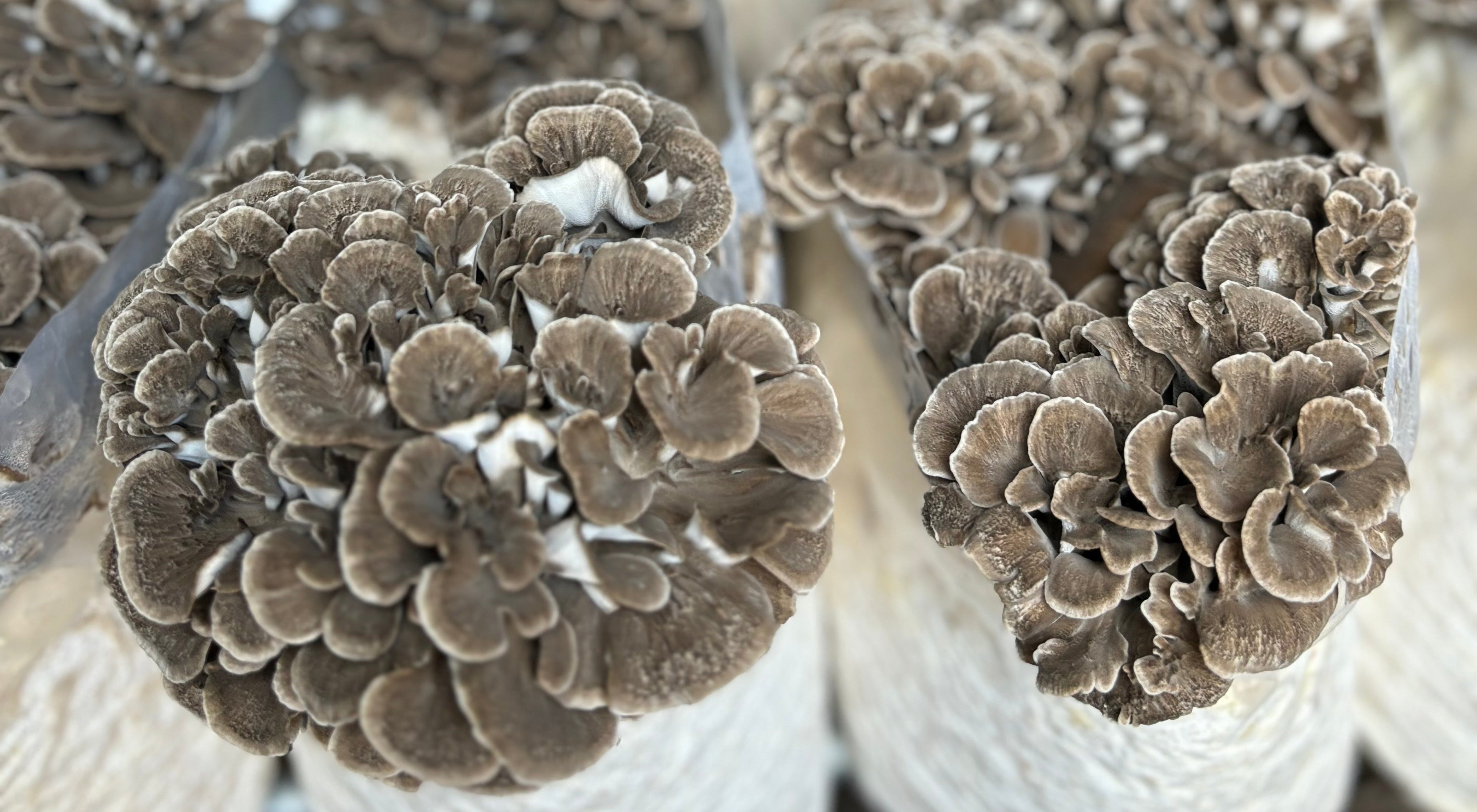 maitakeページ Maitake – Far West Fungi