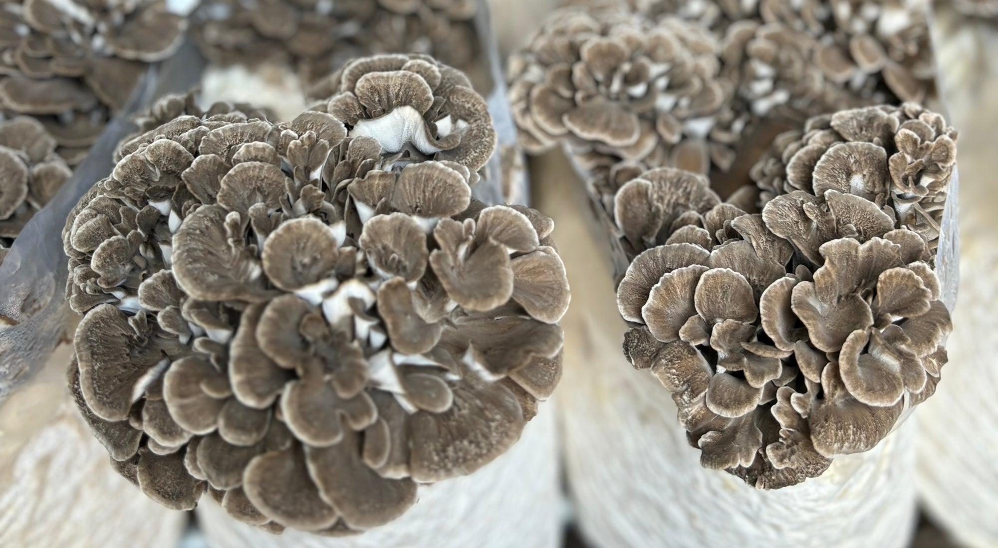 Close-up of brown coral-like structures on a white background