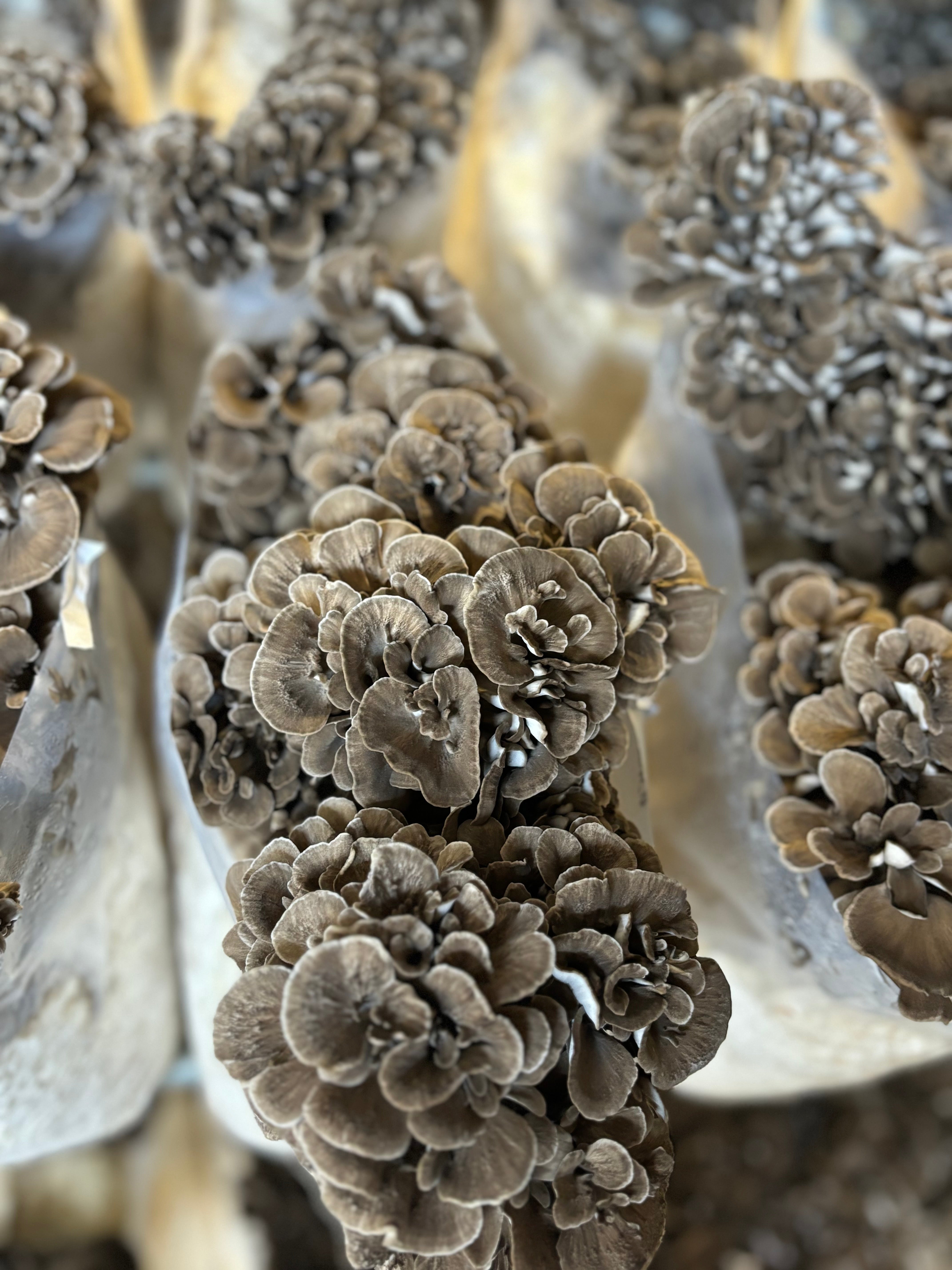 Dried CCOF Organic Maitake – Far West Fungi