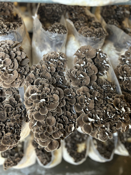 Fresh Maitake 5lb Box