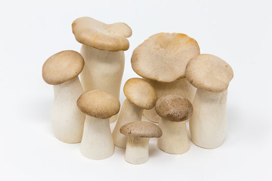 Group of mushrooms on a white background