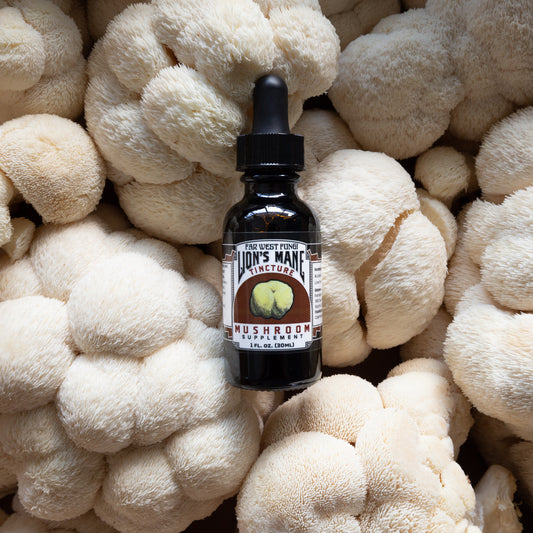 Lion's Mane Tincture