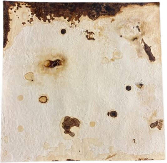 Myco-Texture: Mushroom Leather