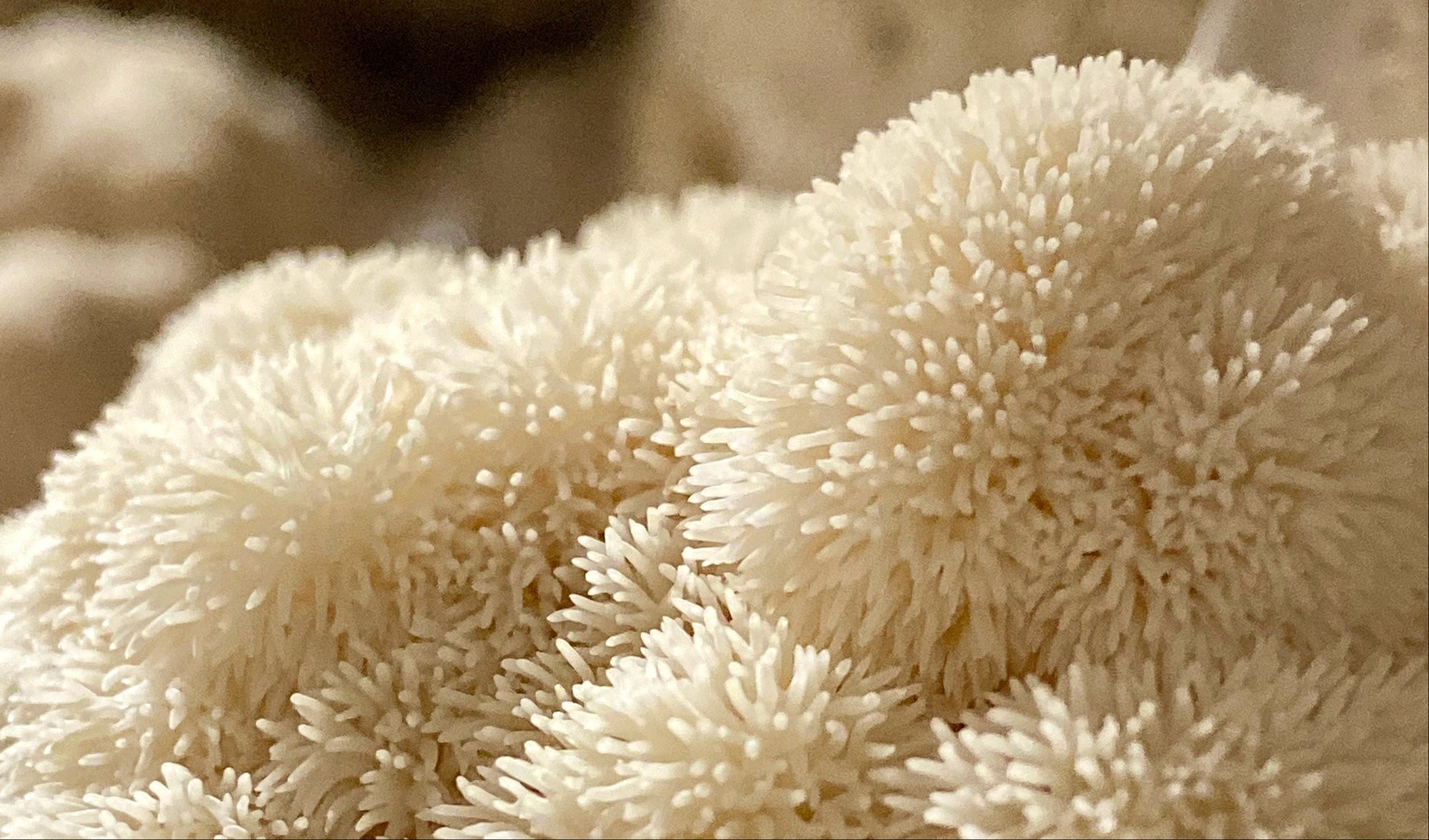 Close-up of a textured beige surface with a sponge-like pattern
