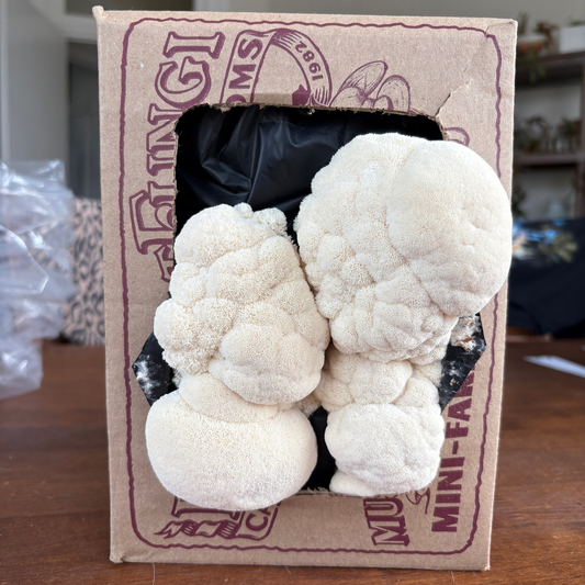 Fruited Lion's Mane Mini-Farm Grow Kit on a kitchen table,