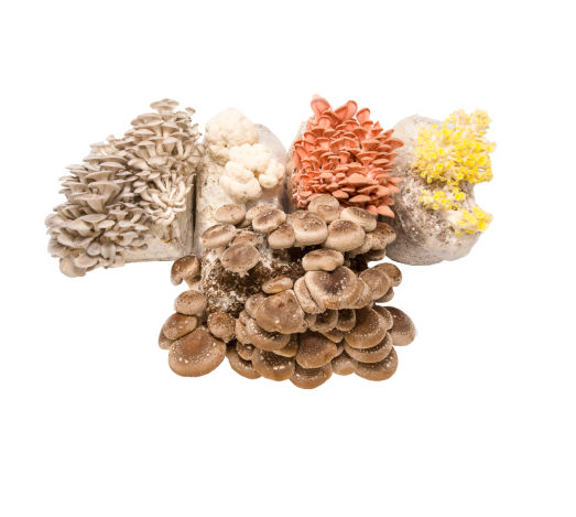 Mushroom Mini-Farm Grow Kits Variety 4 Pack