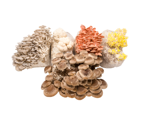 Mushroom Mini-Farm Grow Kits Variety Pack