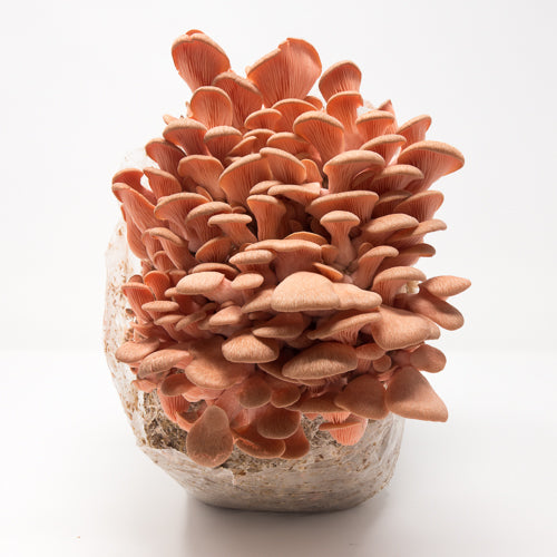 Pink Oyster