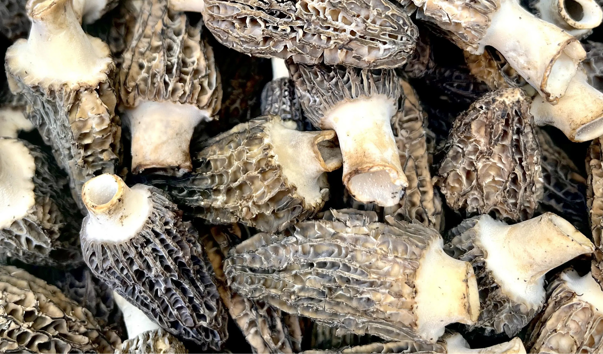 Close-up of morel mushrooms with a focus on texture and color.