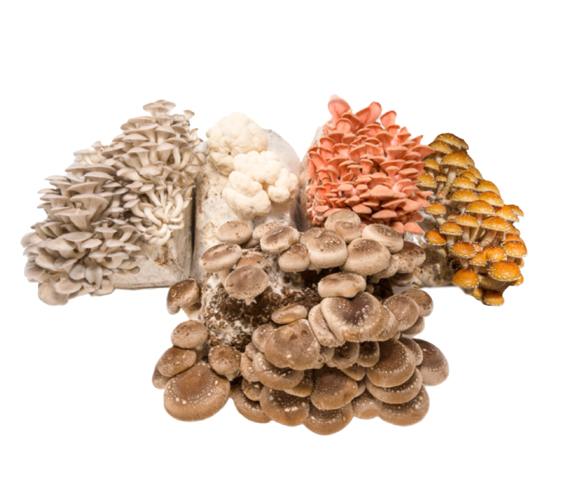 Collection of various mushrooms on a white background