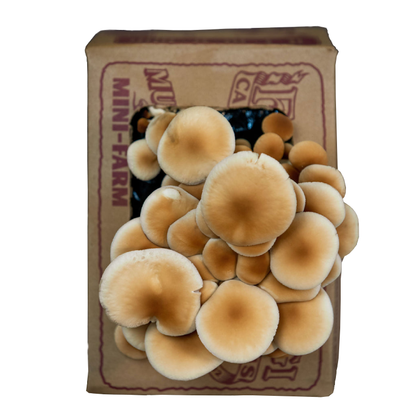 A Pioppini mushroom grow kit with velvety brown caps and fawn colored stems, packaged in a brown box with a label.