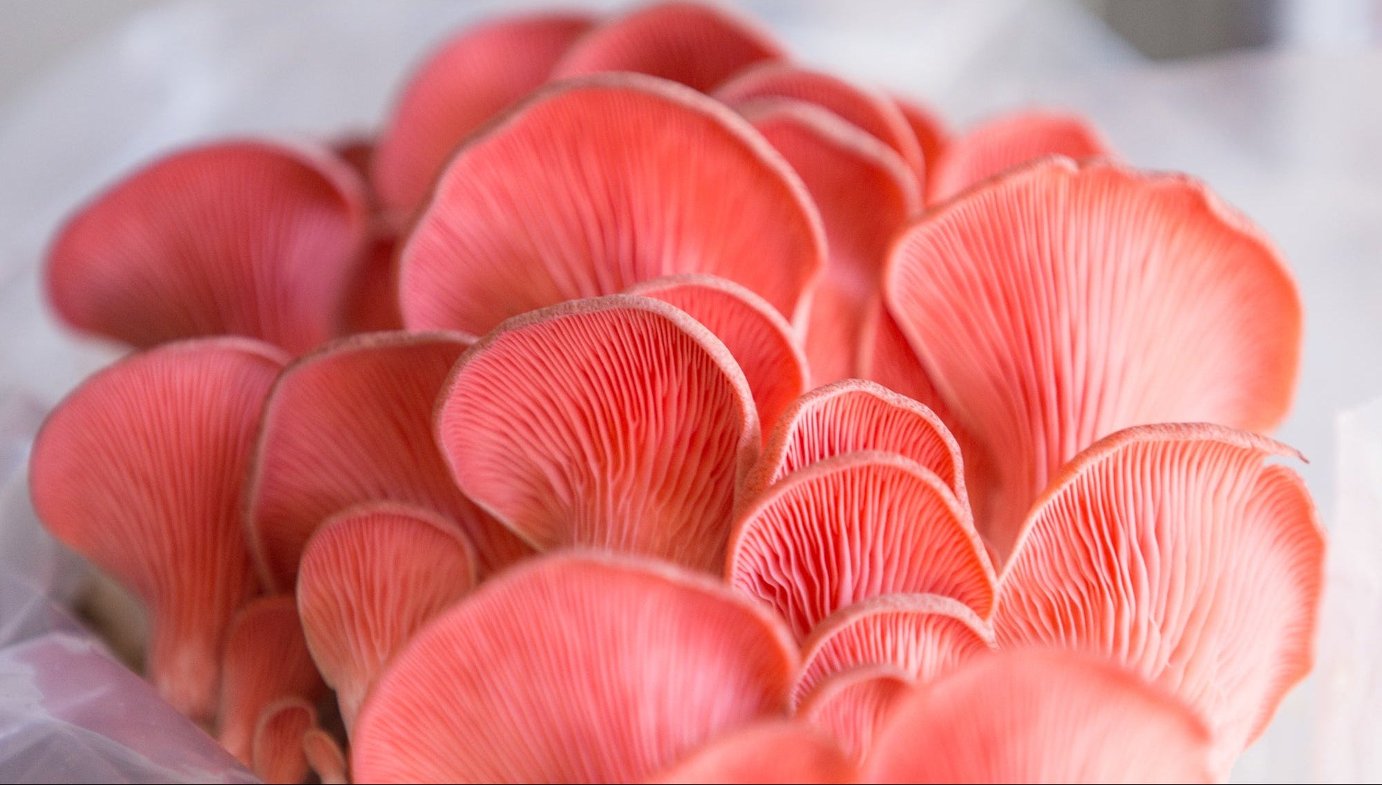 Close-up of pink oyster mushrooms on a white background
