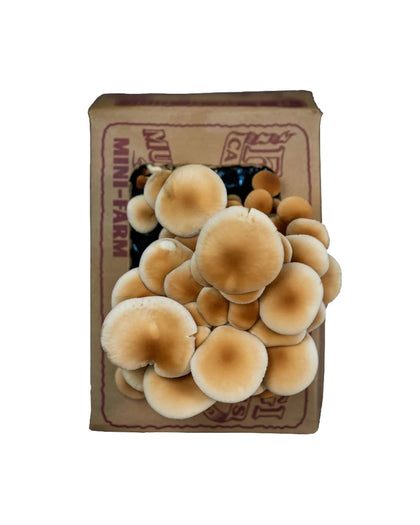 A cluster of small beige mushrooms growing in or beside a brown paper bag labeled 'MINI-FARM' on a plain white background.