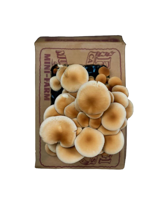 Pioppini Mushroom Mini-Farm Grow Kit