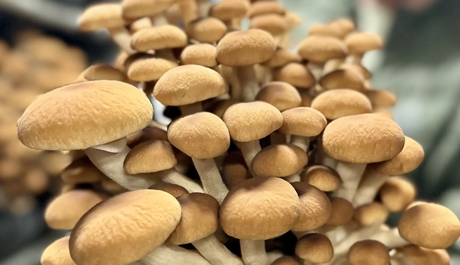 Close-up of a cluster of brown mushrooms with a blurred background