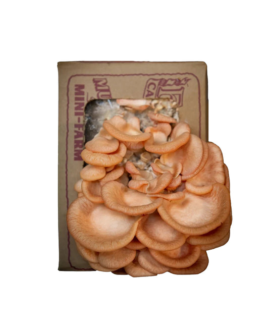Pink Oyster Mushroom Mini-Farm Grow Kit