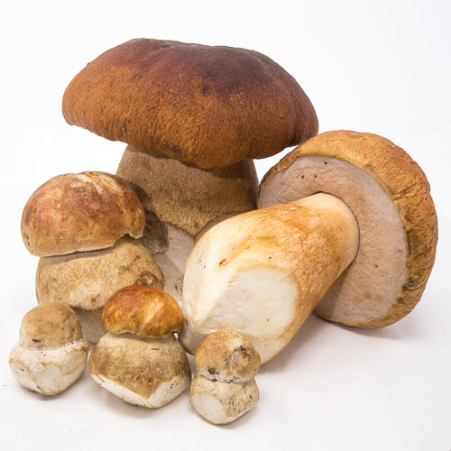 Dried Domestic Porcini