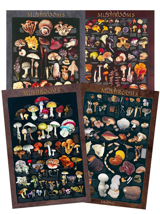 Mushroom Poster Bundle - Artwork by David Aurora