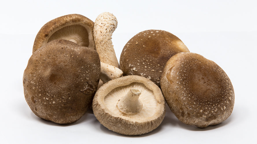 Brown mushrooms on a white background