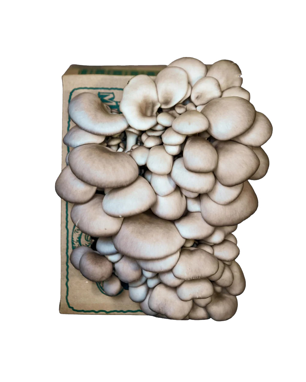 Tree Oyster Mushroom Mini-Farm Grow Kit