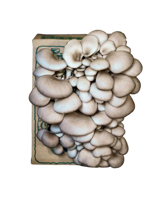 Tree Oyster Mushroom Mini-Farm Grow Kit