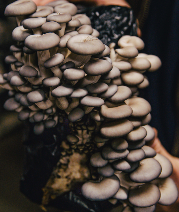 Tree Oyster