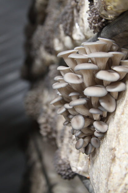 Close-up of mushrooms growing on a piece of wood