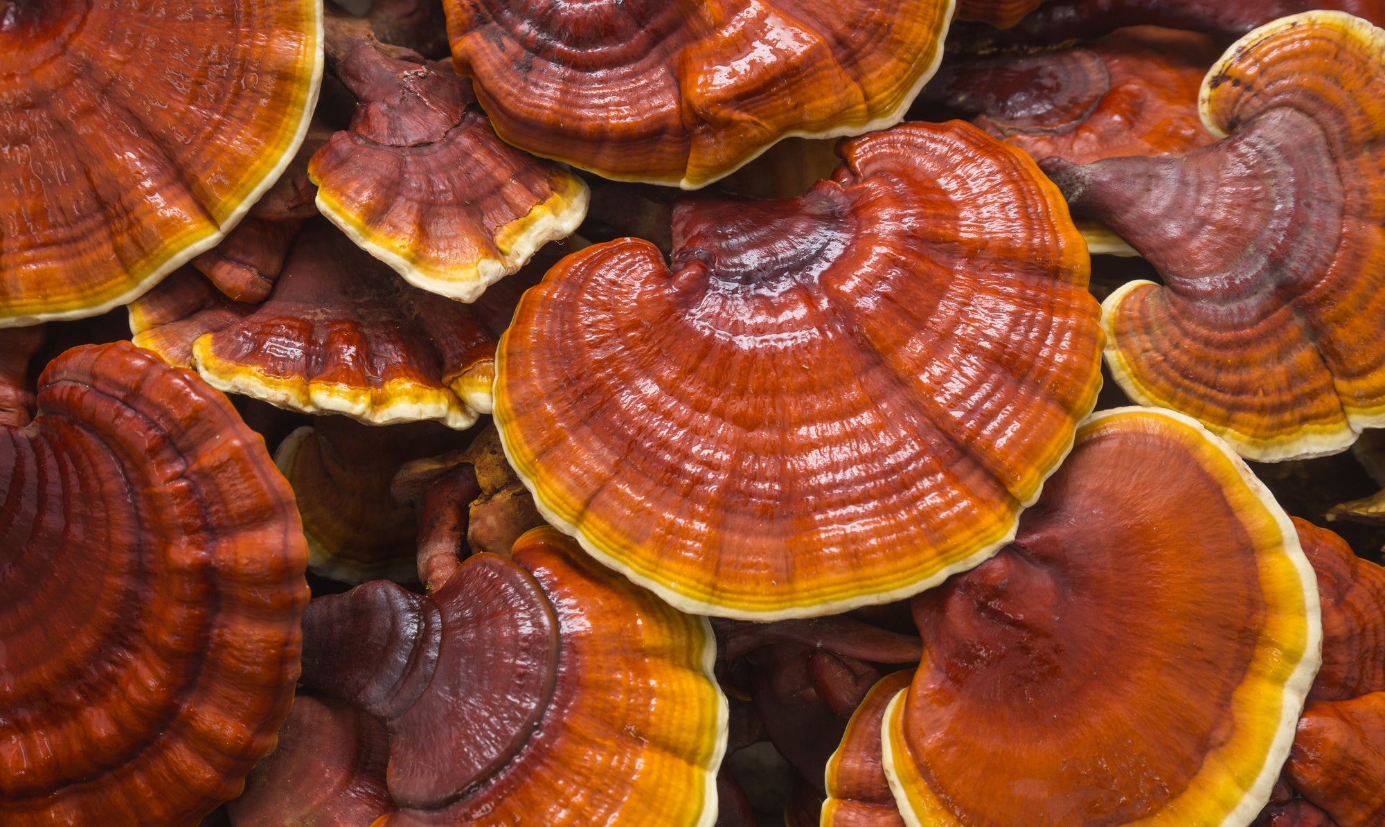 Close-up of vibrant red and orange mushrooms with a blurred background