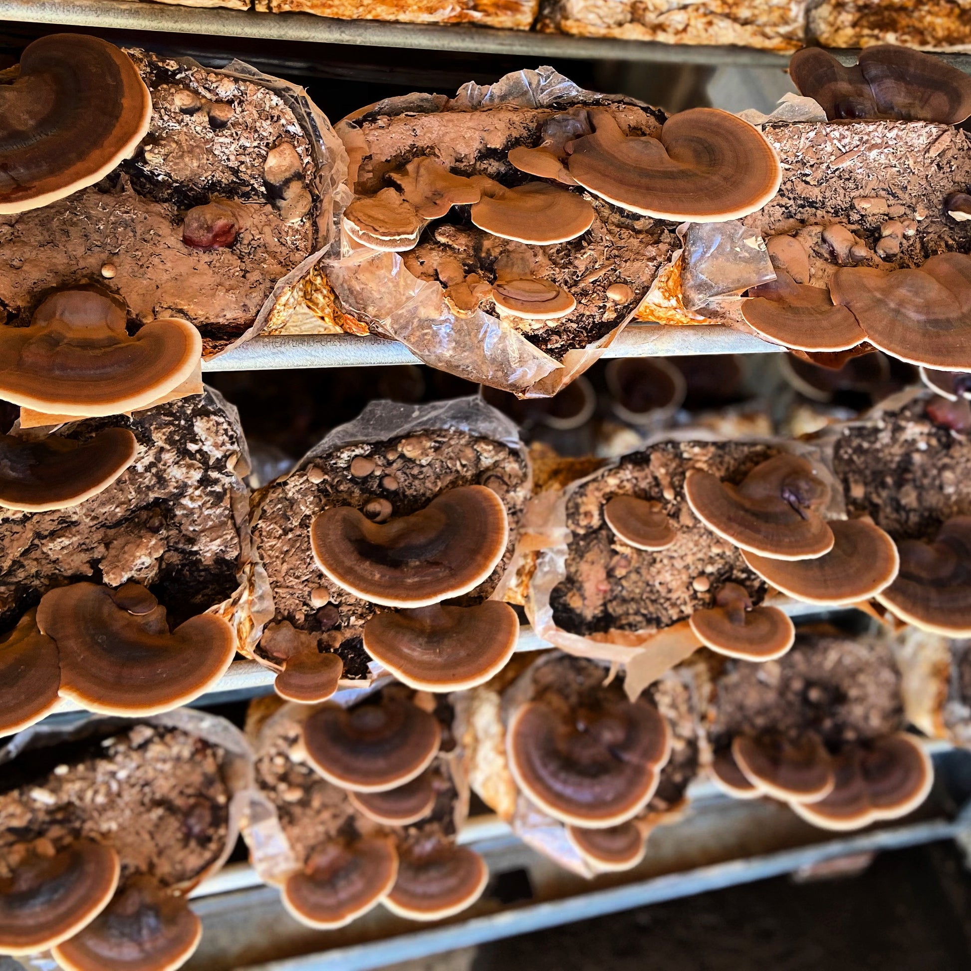 Close-up of mushrooms growing on a substrate in a controlled environment