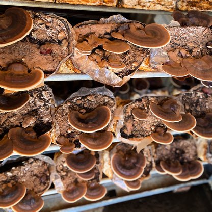 Close-up of mushrooms growing on a substrate in a controlled environment