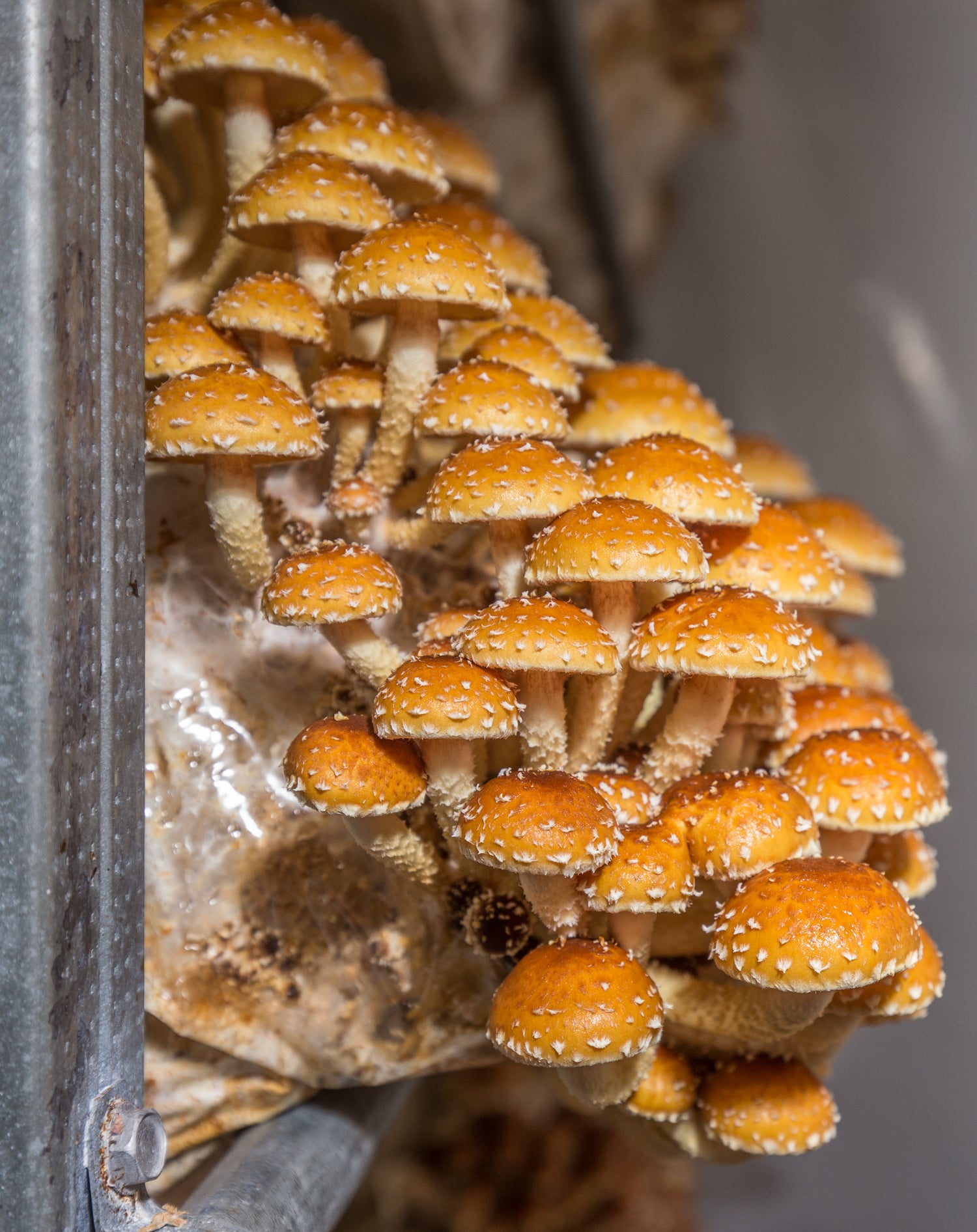 Close-up of orange mushrooms growing on a piece of wood.