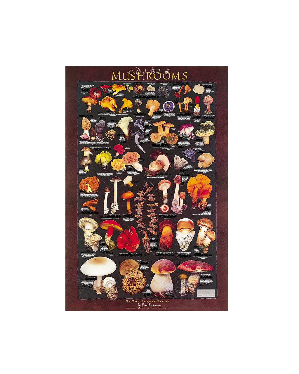 A framed educational poster titled 'A COLOR ID MUSHROOMS' featuring numerous illustrated mushroom species on a dark background with a reddish-brown border, shown against a plain white background.