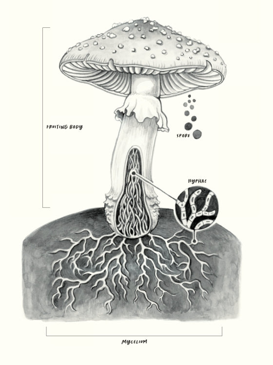 Field Notes From A Fungi Forager