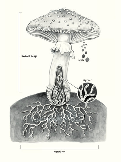 Field Notes From A Fungi Forager
