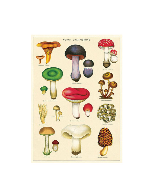 A vintage-style botanical poster titled 'Fungi Champions' featuring multiple illustrated mushroom species on an off-white background, centered on a light gray canvas.