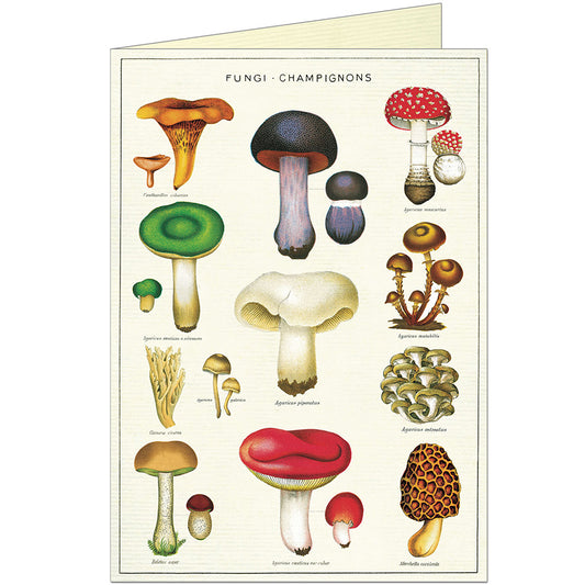 Fungi Champignons Card