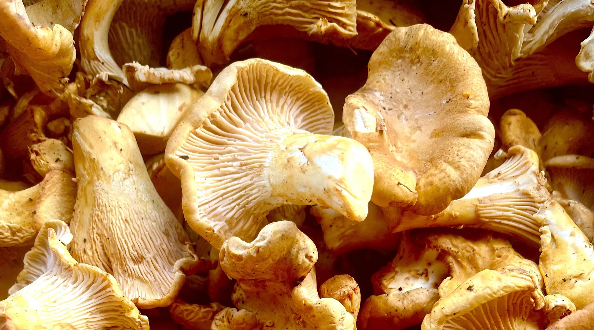 Close-up of a pile of brown mushrooms