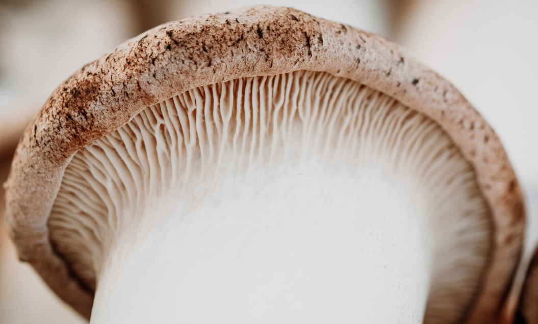 Close-up of a mushroom cap with a blurred background