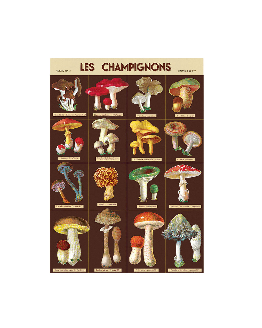 A vintage-style botanical poster titled 'LES CHAMPIGNONS' showing multiple illustrated mushroom species arranged in a grid on a dark brown background with a beige header.