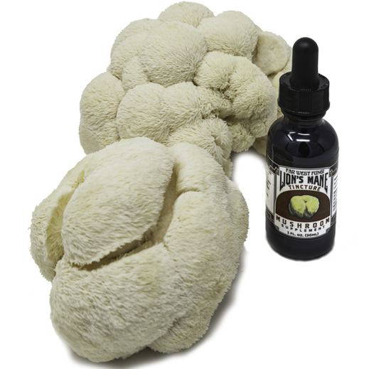 Lion's Mane Tincture