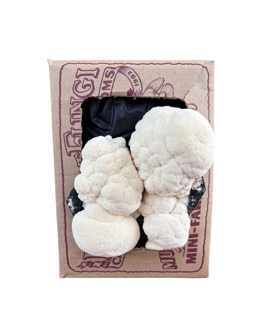 Lion's Mane Mushroom Mini-Farm Grow Kit