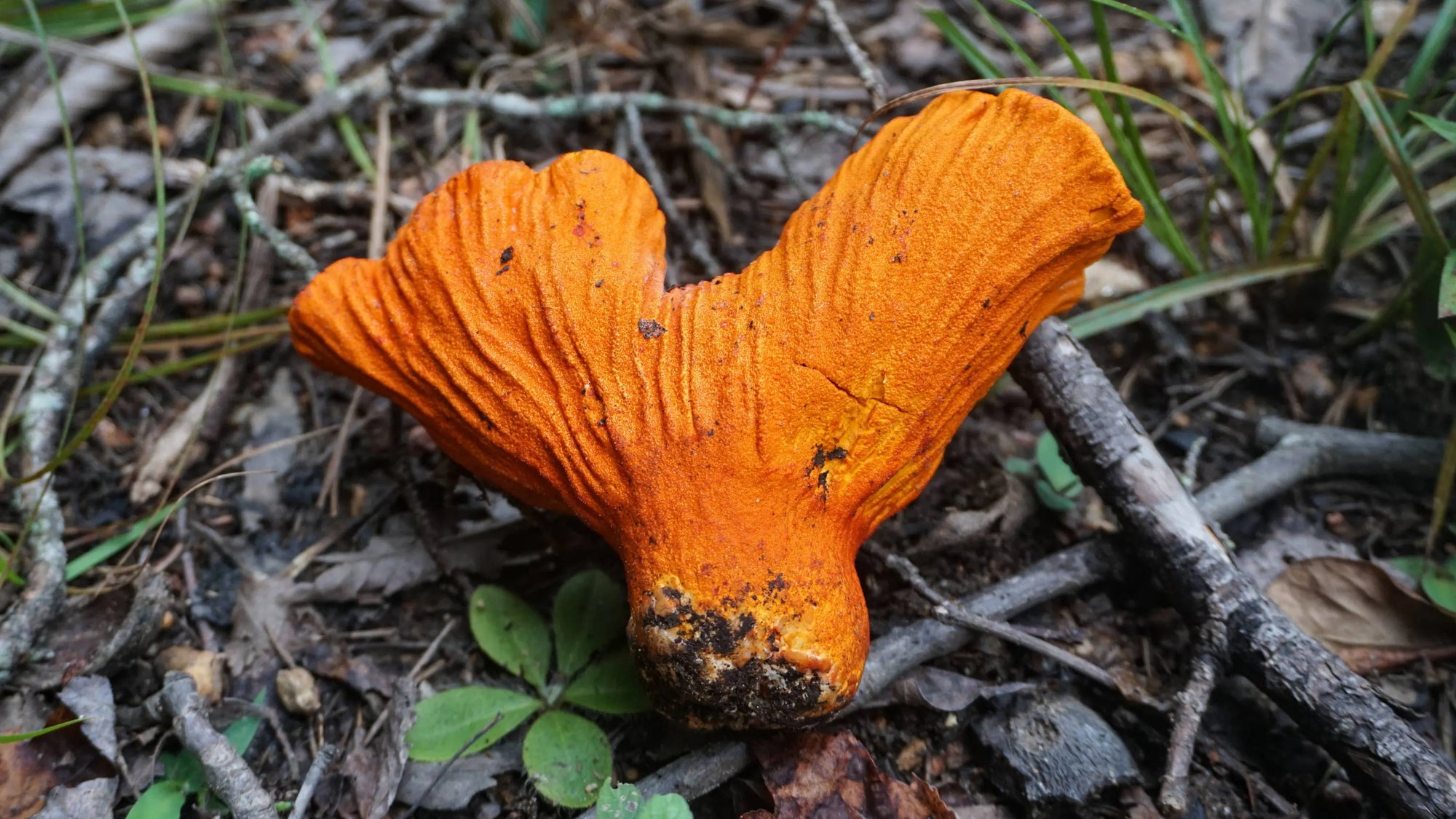 Orange mushroom on the forest floor with dry leaves and twigs