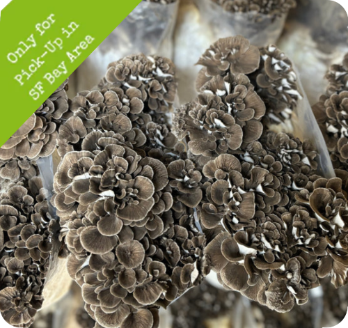 Fresh Maitake 5lb Box