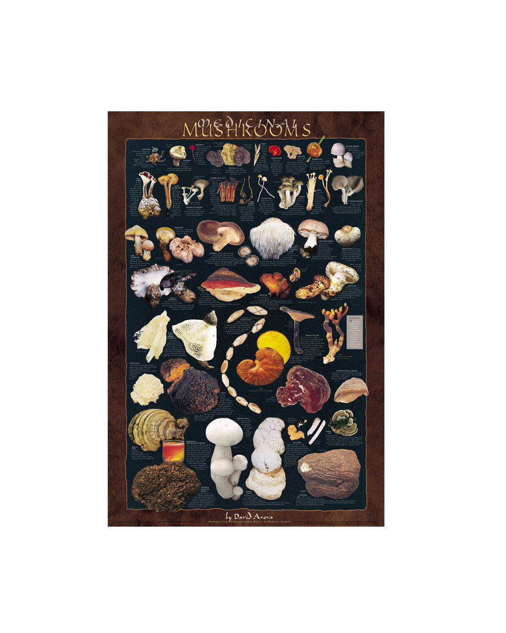 A framed educational poster titled 'Mycologia' featuring a detailed collection of various mushroom species arranged on a dark background, enclosed in a dark brown wooden frame.