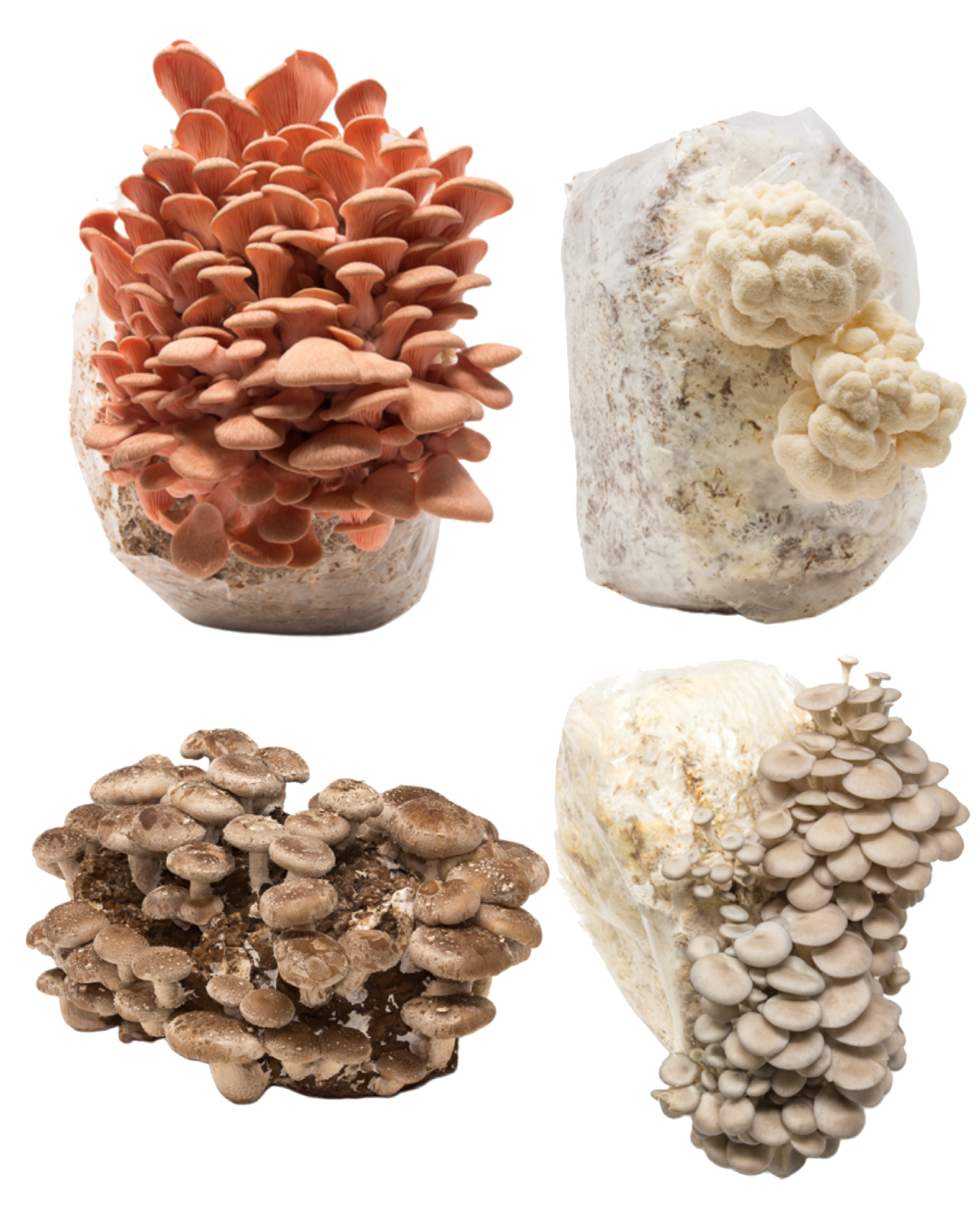 Four different types of mushrooms on a white background