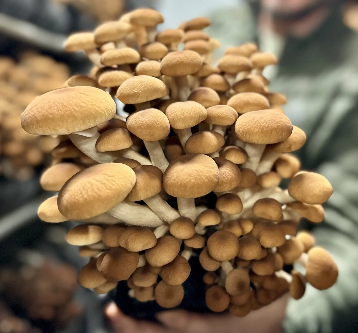 Bunch of brown mushrooms held by a person with a blurred background