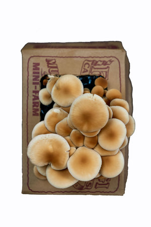 
                  
                    Pioppini Mushroom Mini-Farm Grow Kit
                  
                